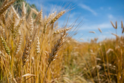 Wheat in field. agriculture, bread. summer