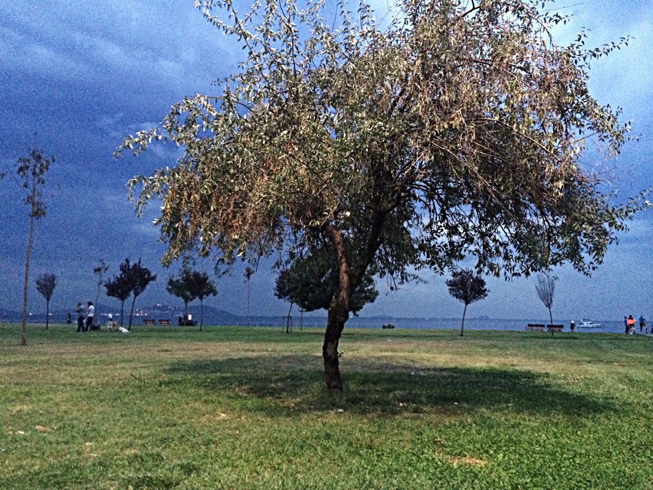 tree, grass, sky, tranquility, tranquil scene, beauty in nature, field, nature, scenics, landscape, growth, green color, grassy, leisure activity, branch, tree trunk, blue, men, cloud - sky