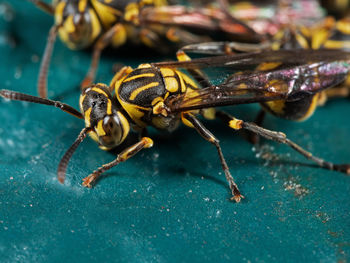 Close-up of insect