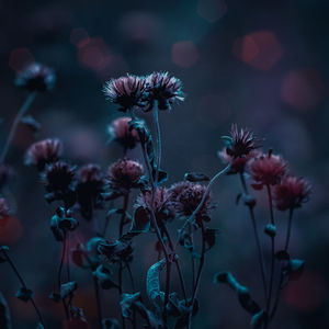 Close-up of purple flowering plants on field