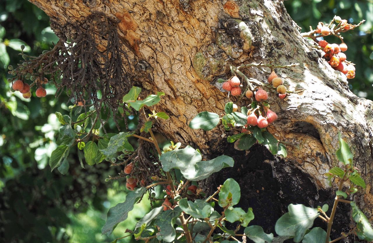 CLOSE-UP OF BERRY GROWING ON TREE