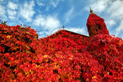Low angle view of red flowering plant against sky