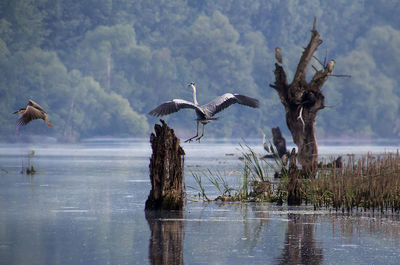 View of birds flying over lake