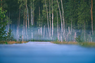 Scenic view of forest