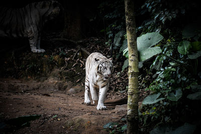 White tiger in forest