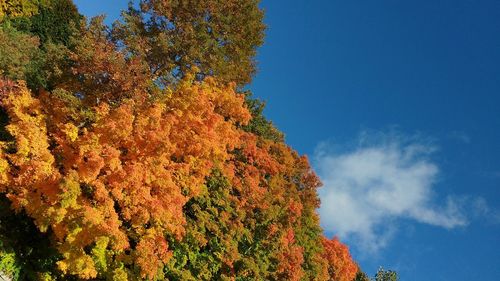 Low angle view of trees against blue sky