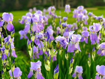 Close-up of purple flowering plants on field