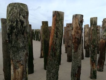 Panoramic view of wood against sky
