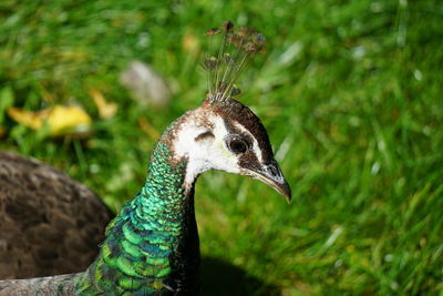 Close-up of peahen on field