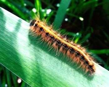 Close-up of caterpillar on leaf