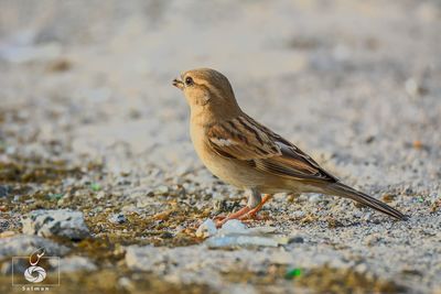 Close-up of bird perching outdoors