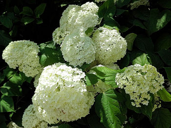 Close-up of white flowers