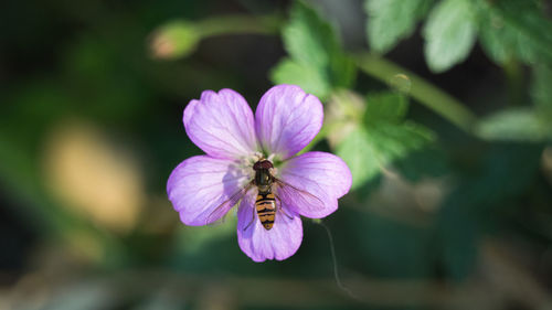 Close-up of insect on purple flower