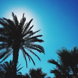 Low angle view of palm trees against clear blue sky