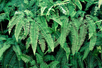 Full frame image of a beautiful green leaves. concept of foliage background