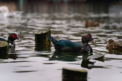 Ducks swimming in lake