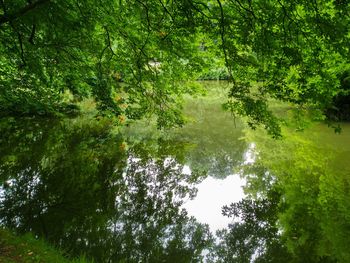 Scenic view of lake with trees in background