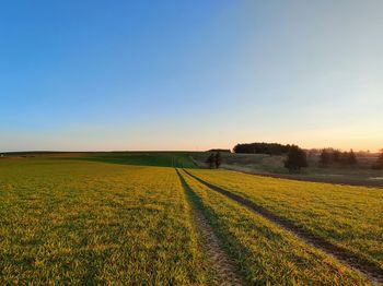 Scenic view of agricultural field against clear sky during sunset