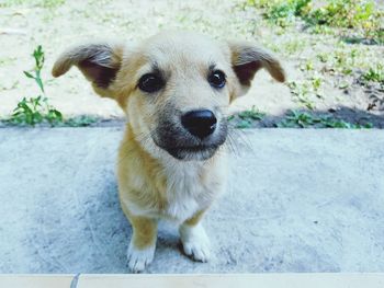 Portrait of dog standing outdoors