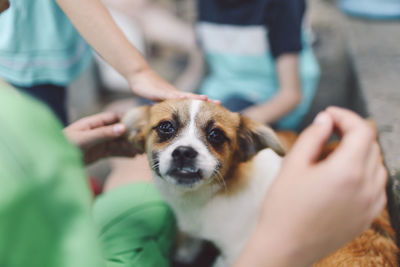 Portrait of dog amidst people