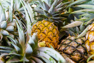 Close-up of fruits growing in market