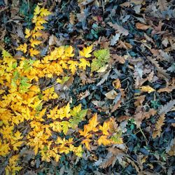 Leaves on tree trunk