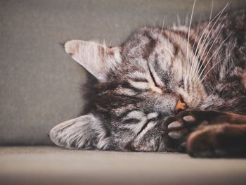 Close-up of cat sleeping