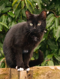 Portrait of a cat