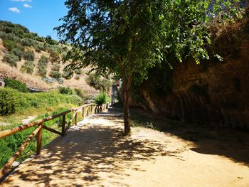 Footpath amidst trees on landscape