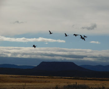 Birds flying over mountains against sky