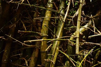 Full frame shot of bamboo plants