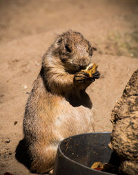 Close-up of marmot feeding on field