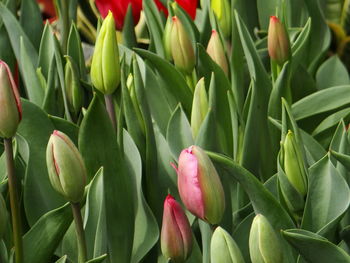 Close-up of pink tulips