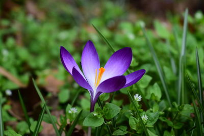 Close-up of purple crocus flower on field