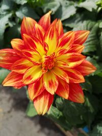 Close-up of red flower