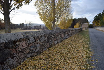 View of bare trees in autumn