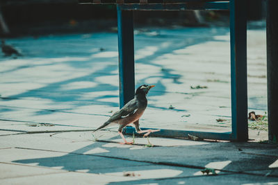 Bird perching on a footpath