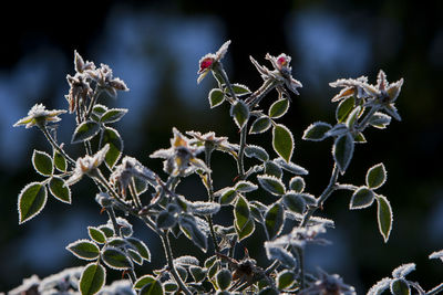 Close-up of flowering plant