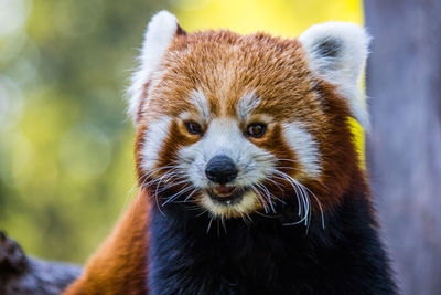 Close-up portrait of a red panda