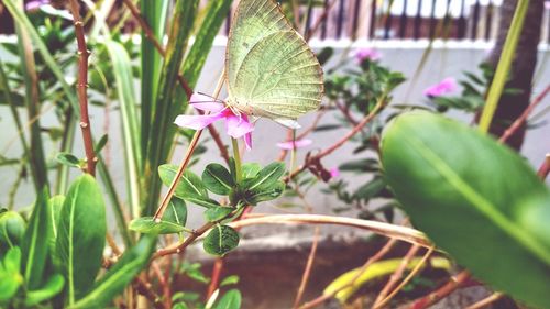 Close-up of pink flowering plant