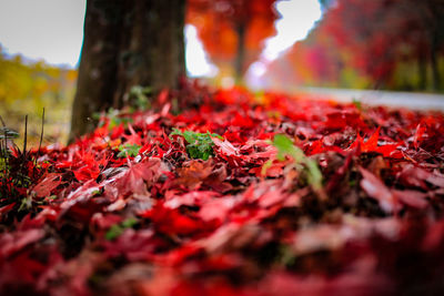 Close-up of red maple leaves on field