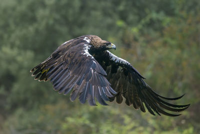 Close-up of bird