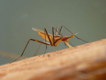 Close-up of insect