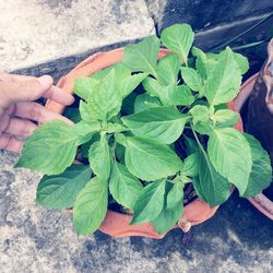 Cropped hand touching basil plant