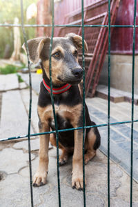Close-up of dog