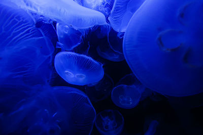 Close-up of jellyfish in sea