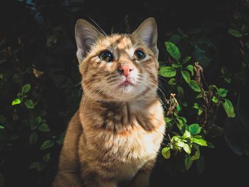 Close-up portrait of cat on plant at night