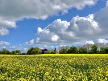 Scenic view of oilseed rape field against sky