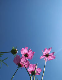 Low angle view of pink flowering plant against blue sky