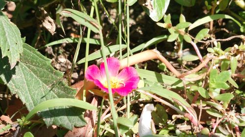 Close-up of pink flowers blooming outdoors